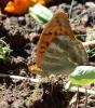 Argynnis paphia